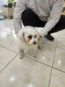 강현림동물병원에서 03월 12일 발견해서 보호하고 있는 강아지 정보안내.