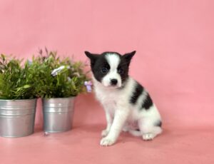 (사)영일동물플러스에서 03월 12일 발견해서 보호하고 있는 강아지 정보.