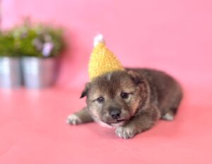 (사)영일동물플러스에서 03월 12일 발견해서 보호하고 있는 강아지 정보안내.