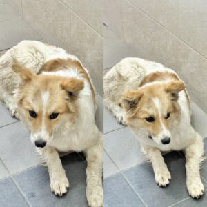 경주동물사랑보호센터에서 보호하고 있는 유기된 강아지안내합니다.