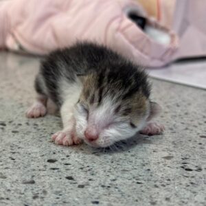 대구시수의사회(동인)에서 03월 12일 발견해서 보호하고 있는 고양이 정보.