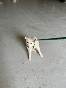 부산동물보호센터에서 03월 11일 발견해서 보호하고 있는 강아지 정보.
