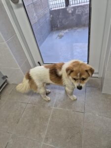 인제군동물보호센터에서 보호하고 있는 유기된 강아지소개합니다.