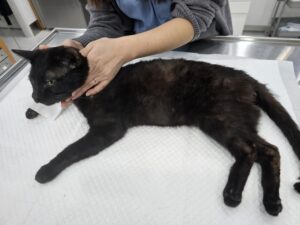 창녕 유기동물보호소에서 03월 12일 발견해서 보호하고 있는 고양이 정보안내.