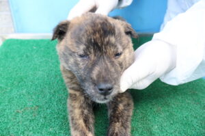 제주 동물보호센터에서 03월 12일 발견해서 보호하고 있는 강아지 정보안내.