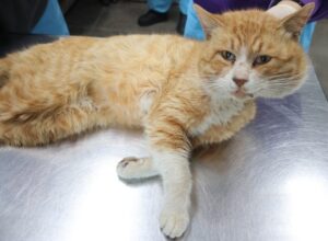 제주 동물보호센터에서 보호중인 유기된 고양이안내.