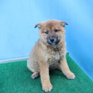 제주 동물보호센터에서 03월 12일 발견해서 보호하고 있는 강아지 정보.