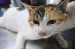 제주 동물보호센터에서 보호중인 유기된 고양이안내합니다.