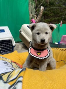 밀양시 동물보호센터에서 보호하고 있는 유기된 강아지안내.