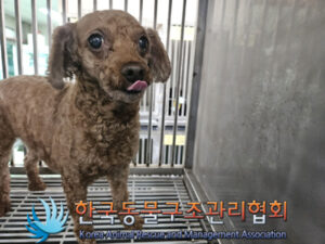한국동물구조관리협회에서 보호중인 유기된 강아지안내드립니다.