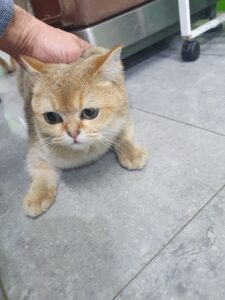 펫앤쉘터동물병원에서 보호중인 유기된 고양이안내드립니다.