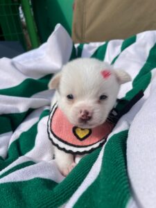 밀양시 동물보호센터에서 03월 13일 발견해서 보호하고 있는 강아지 정보입니다.