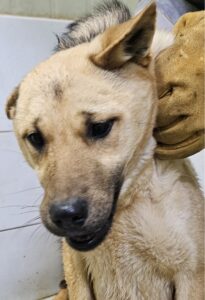 대구유기동물보호센터에서 03월 14일 발견해서 보호하고 있는 강아지 정보입니다.