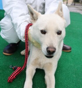 제주 동물보호센터에서 보호중인 유기된 강아지안내.