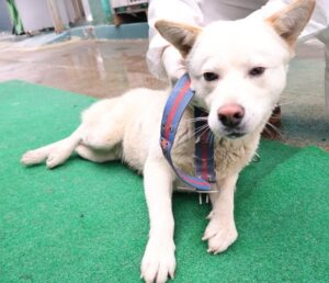 제주 동물보호센터에서 03월 13일 발견해서 보호하고 있는 강아지 정보.