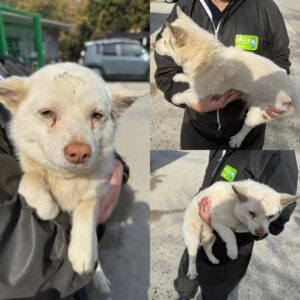 당진시동물보호소에서 03월 14일 발견해서 보호하고 있는 강아지 정보입니다.