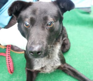 제주 동물보호센터에서 보호하고 있는 유기된 강아지정보.