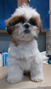 보령시유기동물보호소에서 03월 13일 발견해서 보호하고 있는 강아지 정보.