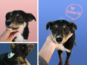 (사)영일동물플러스에서 03월 14일 발견해서 보호하고 있는 강아지 정보입니다.