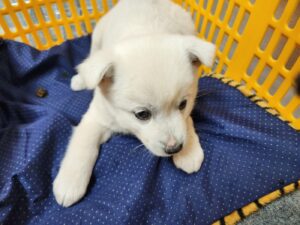 패밀리동물병원에서 보호중인 유기된 강아지소개합니다.