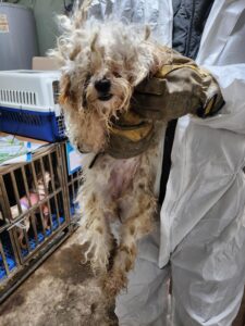 평택시유기동물보호소에서 03월 14일 발견해서 보호하고 있는 강아지 정보입니다.