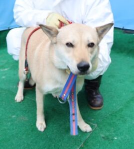 제주 동물보호센터에서 보호하고 있는 유기된 강아지소개합니다.