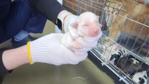 대전동물보호센터에서 보호하고 있는 유기된 강아지정보.