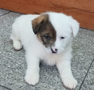 수원시 동물보호센터에서 보호하고 있는 유기된 강아지소개합니다.