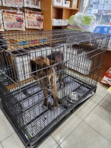 강현림동물병원에서 03월 15일 발견해서 보호하고 있는 강아지 정보안내.