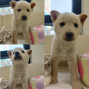 경주동물사랑보호센터에서 03월 15일 발견해서 보호하고 있는 강아지 정보.