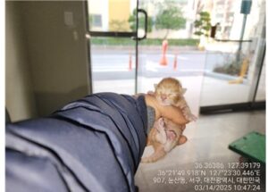 대전동물보호센터에서 03월 15일 발견해서 보호하고 있는 고양이 정보.
