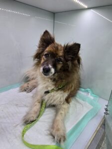 24시아이동물메디컬에서 보호하고 있는 유기된 강아지소개합니다.