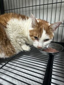 반려동물보호센터에서 보호하고 있는 유기된 고양이소개합니다.