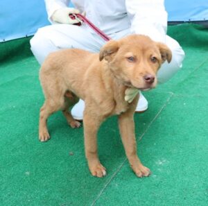 제주 동물보호센터에서 보호중인 유기된 강아지안내드립니다.
