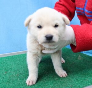 제주 동물보호센터에서 보호하고 있는 유기된 강아지소개합니다.