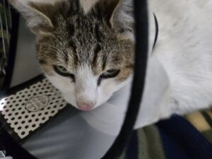 고양시동물보호센터에서 03월 15일 발견해서 보호하고 있는 고양이 정보안내.