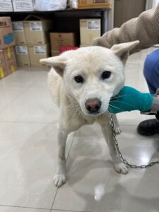 반려동물보호센터에서 보호중인 유기된 강아지입니다.