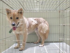 위더스 동물보호센터에서 03월 16일 발견해서 보호하고 있는 강아지 정보.