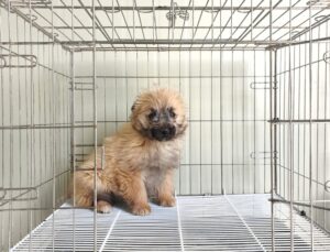 위더스 동물보호센터에서 보호하고 있는 유기된 강아지입니다.