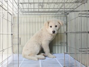 위더스 동물보호센터에서 03월 16일 발견해서 보호하고 있는 강아지 정보입니다.