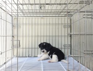 위더스 동물보호센터에서 보호하고 있는 유기된 강아지소개합니다.