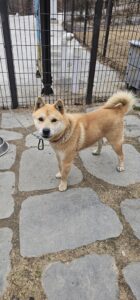 강릉시 동물사랑센터에서 보호중인 유기된 강아지안내드립니다.