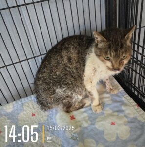 군산유기동물보호센터에서 보호하고 있는 유기된 고양이정보.