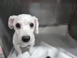 광주동물보호센터에서 03월 17일 발견해서 보호하고 있는 강아지 정보.