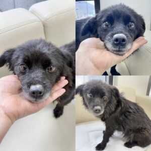 경주동물사랑보호센터에서 03월 17일 발견해서 보호하고 있는 강아지 정보안내.