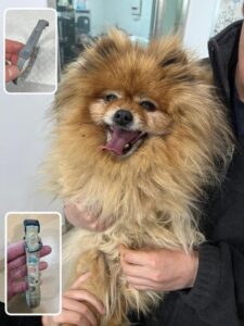 반려동물보호센터에서 보호중인 유기된 강아지안내합니다.