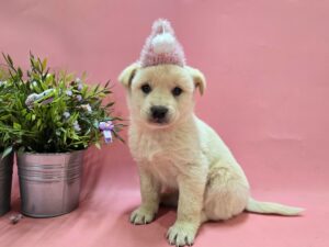 (사)영일동물플러스에서 03월 17일 발견해서 보호하고 있는 강아지 정보안내.