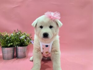 (사)영일동물플러스에서 03월 17일 발견해서 보호하고 있는 강아지 정보안내.