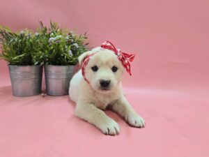 (사)영일동물플러스에서 03월 17일 발견해서 보호하고 있는 강아지 정보안내.