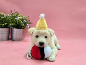 (사)영일동물플러스에서 보호중인 유기된 강아지안내드립니다.